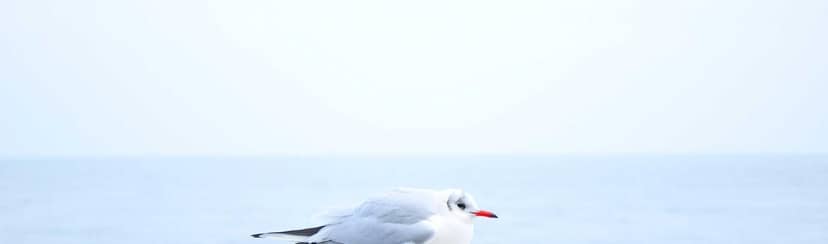 Unauth title KosCSKed